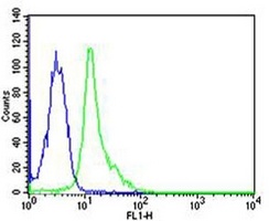 Anti-FYN Antibody