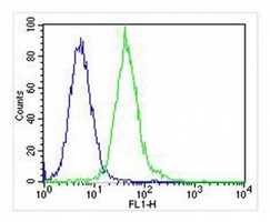 LCK antibody