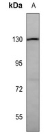 CD29 Antibody