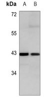 c-Jun Mouse Monoclonal Antibody