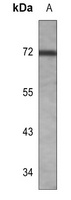 Cytochrome P450 1A2 Mouse Monoclonal Antibody