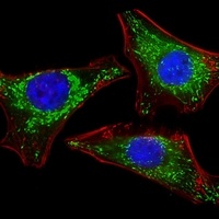 Anti-ISG15 Antibody