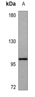 CD18 Mouse Monoclonal Antibody