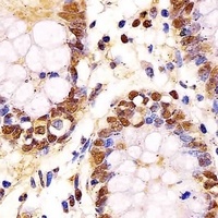 GAPDH antibody