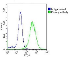 GAPDH antibody