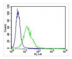 Anti-SOD2 Antibody