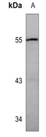 Catalase Antibody
