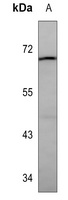 Lactoferrin Antibody