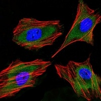 Lactoferrin Antibody