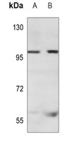 CD71 Antibody