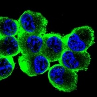 Anti-MBP Antibody