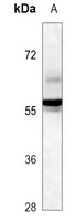 IGHD Antibody