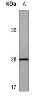 EPO Antibody