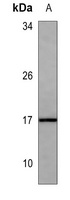 IFN alpha 1 Antibody