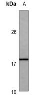 ANP Mouse Monoclonal Antibody