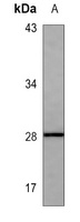 HPRT Antibody