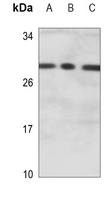 SNAI1 Antibody