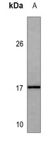 GABARAP Antibody