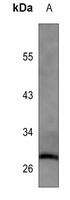 STC2 Antibody