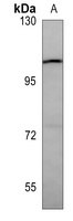 GPR49 Mouse Monoclonal Antibody