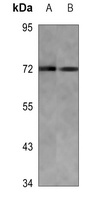 CBFA2T3 Mouse Monoclonal Antibody
