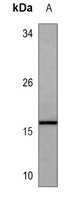 MAFK Antibody