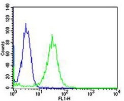 Anti-MAFK Antibody