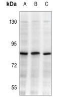 CD282 Mouse Monoclonal Antibody