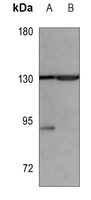 KIF1B Mouse Monoclonal Antibody