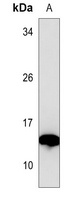 GMFG Antibody