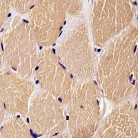 DENR antibody