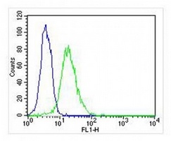 Anti-DENR Antibody