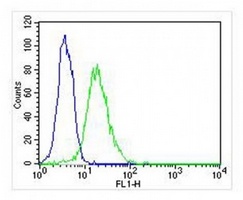 DENR antibody