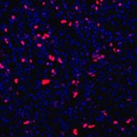 Anti-KLF4 Antibody