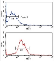 Anti-KLF4 Antibody