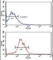 KLF4 antibody