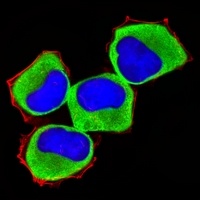 LZK antibody