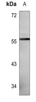 CYP27B1 Antibody