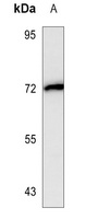 FOXP2 Antibody