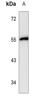 Brachyury Antibody