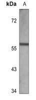 GCTM-2 Mouse Monoclonal Antibody