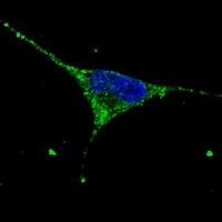 GCTM-2 Mouse Monoclonal Antibody