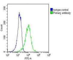 Anti-RAB27B Antibody