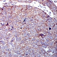 Anti-GLUT4 Antibody