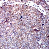 GLUT4 antibody