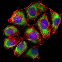 Anti-GLUT4 Antibody