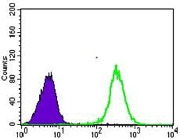 Anti-GLUT4 Antibody