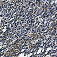 HLA-A Antibody