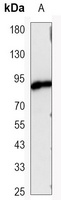 Beta-catenin Mouse Monoclonal Antibody