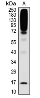 SUMO2/3 Antibody
